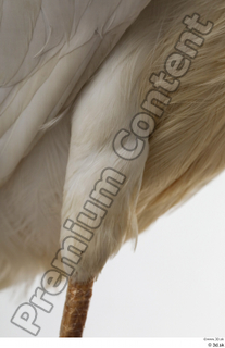 Stork  2 leg 0016.jpg